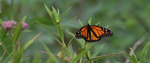 Preview wallpaper monarch butterfly, monarch, butterfly, plant, leaves, macro