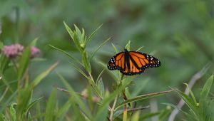 Preview wallpaper monarch butterfly, monarch, butterfly, plant, leaves, macro