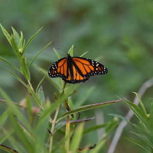 Preview wallpaper monarch butterfly, monarch, butterfly, plant, leaves, macro