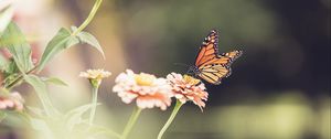 Preview wallpaper monarch butterfly, monarch, butterfly, flower, macro