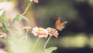 Preview wallpaper monarch butterfly, monarch, butterfly, flower, macro