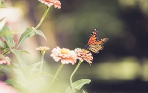 Preview wallpaper monarch butterfly, monarch, butterfly, flower, macro