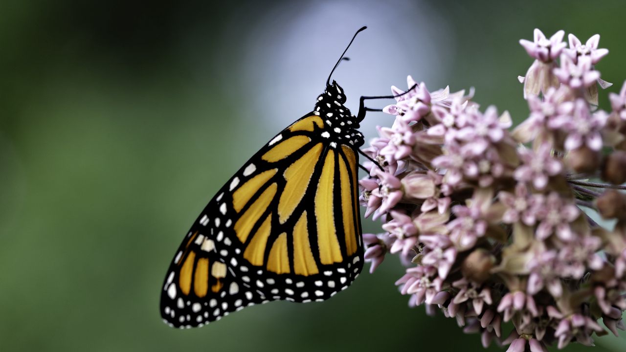 Wallpaper monarch butterfly, monarch, butterfly, flower, macro, blur