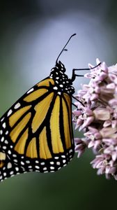 Preview wallpaper monarch butterfly, monarch, butterfly, flower, macro, blur