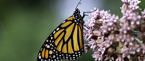 Preview wallpaper monarch butterfly, monarch, butterfly, flower, macro, blur