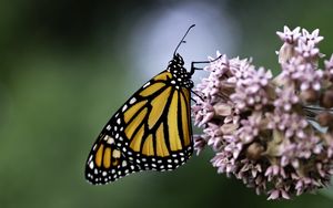 Preview wallpaper monarch butterfly, monarch, butterfly, flower, macro, blur