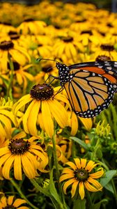 Preview wallpaper monarch, butterfly, rudbeckia, flowers, macro