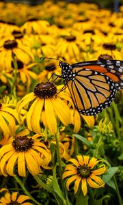 Preview wallpaper monarch, butterfly, rudbeckia, flowers, macro