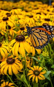 Preview wallpaper monarch, butterfly, rudbeckia, flowers, macro