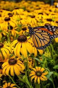 Preview wallpaper monarch, butterfly, rudbeckia, flowers, macro