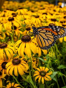 Preview wallpaper monarch, butterfly, rudbeckia, flowers, macro