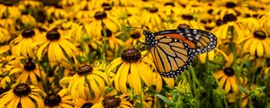 Preview wallpaper monarch, butterfly, rudbeckia, flowers, macro