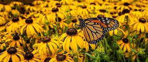 Preview wallpaper monarch, butterfly, rudbeckia, flowers, macro