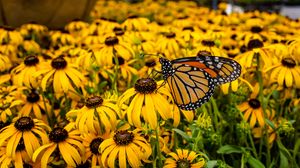 Preview wallpaper monarch, butterfly, rudbeckia, flowers, macro