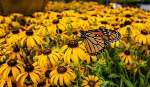 Preview wallpaper monarch, butterfly, rudbeckia, flowers, macro