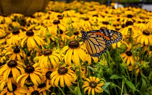 Preview wallpaper monarch, butterfly, rudbeckia, flowers, macro