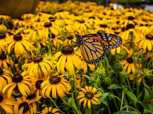 Preview wallpaper monarch, butterfly, rudbeckia, flowers, macro