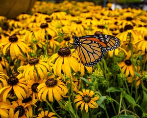 Preview wallpaper monarch, butterfly, rudbeckia, flowers, macro