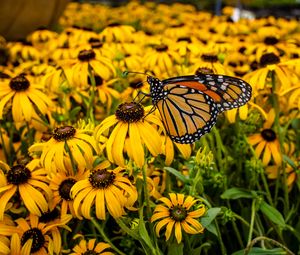 Preview wallpaper monarch, butterfly, rudbeckia, flowers, macro