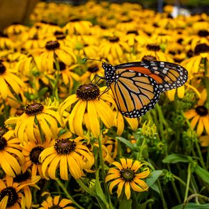 Preview wallpaper monarch, butterfly, rudbeckia, flowers, macro