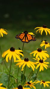 Preview wallpaper monarch, butterfly, rudbeckia, flowers, macro, yellow