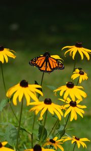 Preview wallpaper monarch, butterfly, rudbeckia, flowers, macro, yellow