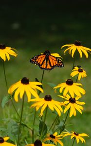 Preview wallpaper monarch, butterfly, rudbeckia, flowers, macro, yellow