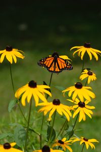 Preview wallpaper monarch, butterfly, rudbeckia, flowers, macro, yellow