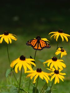 Preview wallpaper monarch, butterfly, rudbeckia, flowers, macro, yellow