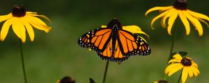 Preview wallpaper monarch, butterfly, rudbeckia, flowers, macro, yellow