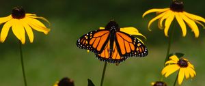 Preview wallpaper monarch, butterfly, rudbeckia, flowers, macro, yellow