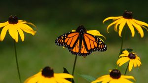 Preview wallpaper monarch, butterfly, rudbeckia, flowers, macro, yellow