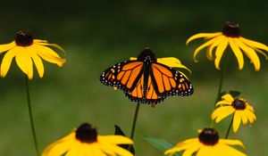 Preview wallpaper monarch, butterfly, rudbeckia, flowers, macro, yellow