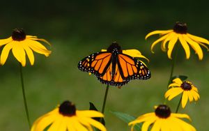 Preview wallpaper monarch, butterfly, rudbeckia, flowers, macro, yellow