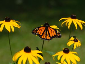 Preview wallpaper monarch, butterfly, rudbeckia, flowers, macro, yellow