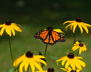 Preview wallpaper monarch, butterfly, rudbeckia, flowers, macro, yellow