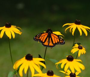 Preview wallpaper monarch, butterfly, rudbeckia, flowers, macro, yellow