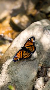 Preview wallpaper monarch, butterfly, stone, macro