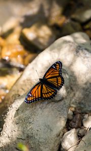 Preview wallpaper monarch, butterfly, stone, macro