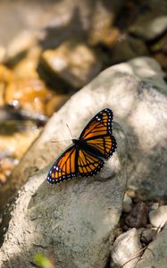 Preview wallpaper monarch, butterfly, stone, macro