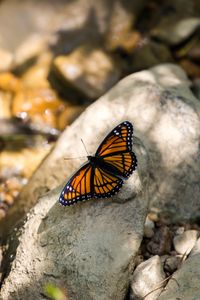 Preview wallpaper monarch, butterfly, stone, macro