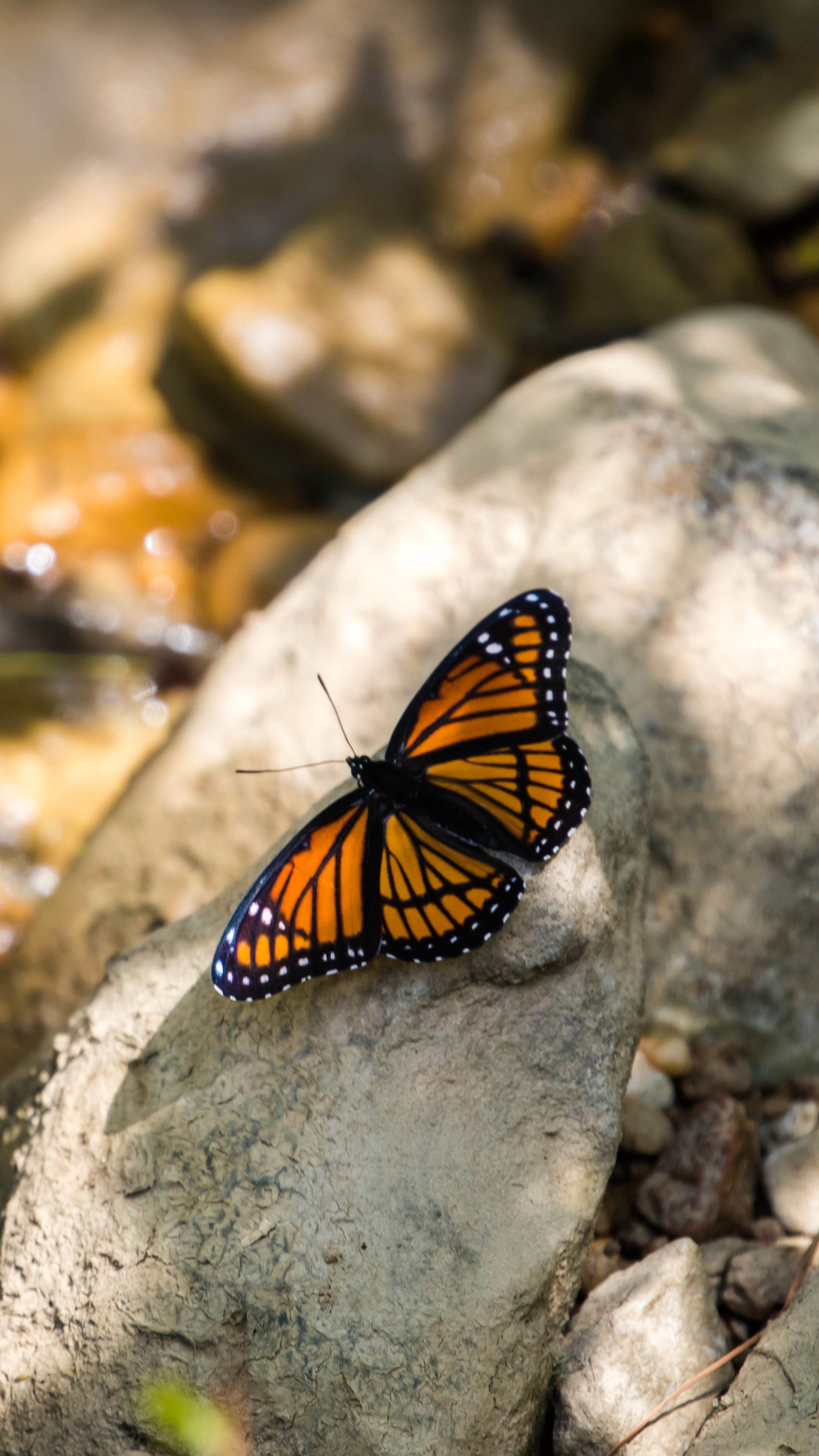 Download wallpaper 2160x3840 monarch, butterfly, stone, macro samsung