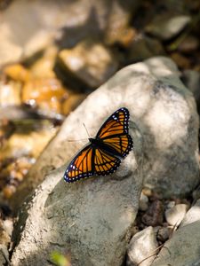 Preview wallpaper monarch, butterfly, stone, macro