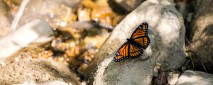 Preview wallpaper monarch, butterfly, stone, macro