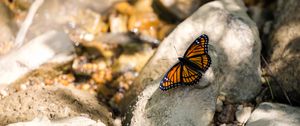 Preview wallpaper monarch, butterfly, stone, macro