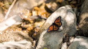 Preview wallpaper monarch, butterfly, stone, macro