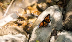 Preview wallpaper monarch, butterfly, stone, macro