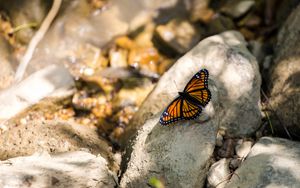 Preview wallpaper monarch, butterfly, stone, macro