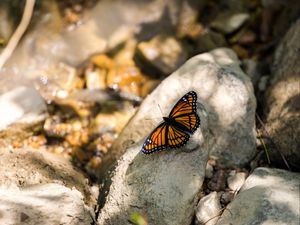 Preview wallpaper monarch, butterfly, stone, macro