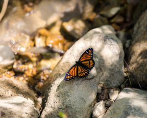 Preview wallpaper monarch, butterfly, stone, macro
